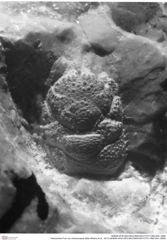 Historisches Foto von Ambulocapsa altilis (Robins et al., 2013) (NHMW-AFW-GEO-BACHMAYER-FOTO-1990-0041-3690)
